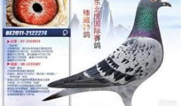 致命罗兰在线观看,在线惊悚之旅，揭秘神秘世界的黑暗面